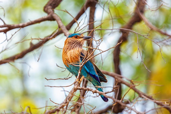 Bandhavgarh 2